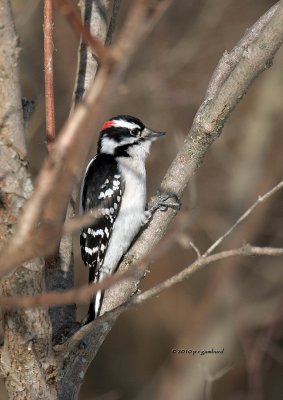 Downy Woodpecker IMG_9934.jpg