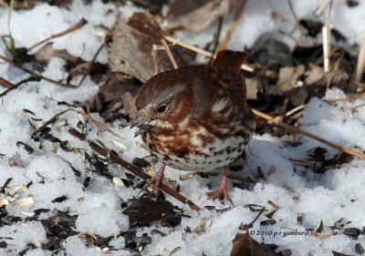 Fox Sparrow IMG_0038.jpg