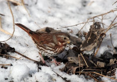 Fox Sparrow IMG_9998.jpg