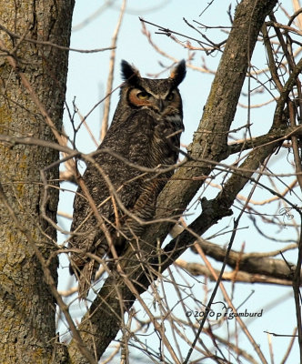 Great Horned Owl IMG_0465.jpg