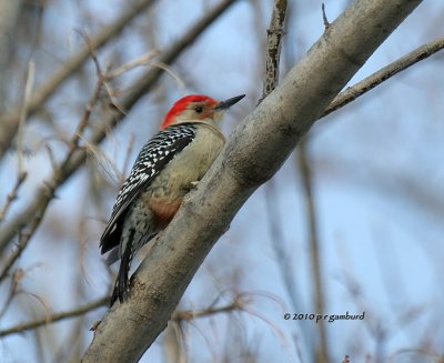 Red-bellied Woodpecker IMG_9304.jpg