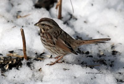 Song Sparrow IMG_0053.jpg