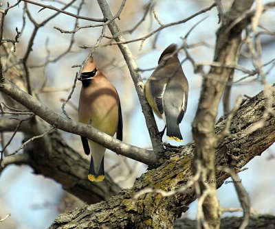 Cedar Waxwing IMG_7837.jpg