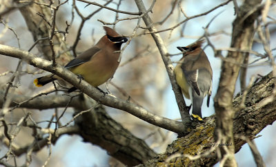 Cedar Waxwing IMG_7841.jpg