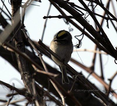 Golden Crowned Kinglet IMG_7939.jpg