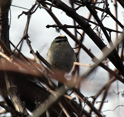Golden Crowned Kinglet IMG_7882.jpg