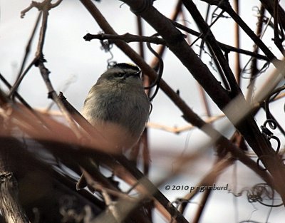 Golden Crowned Kinglet IMG_7897.jpg
