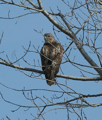 Juvenile Red-tailed Hawk IMG_8035.jpg