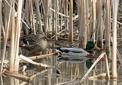 Mallards IMG_7746.jpg