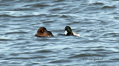 Greater Scaups IMG_7766.jpg