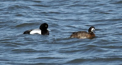 Greater Scaups IMG_7786.jpg