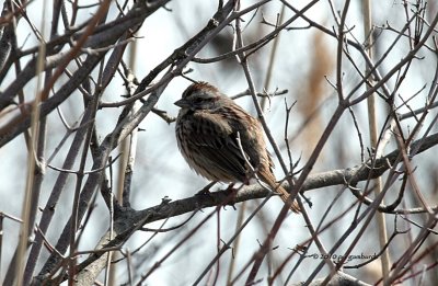 Song Sparrow IMG_8044.jpg