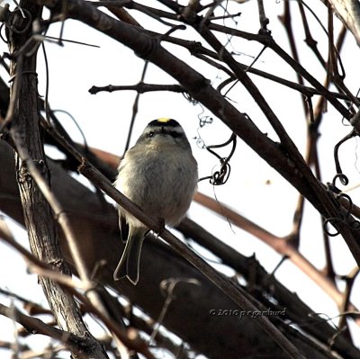Golden Crowned Kinglet IMG_7913.jpg