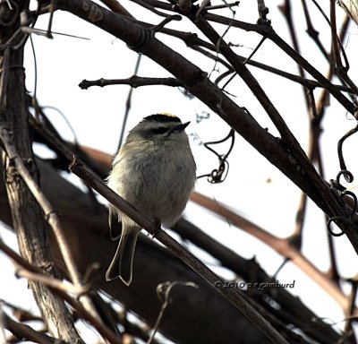 Golden Crowned Kinglet IMG_7916.jpg