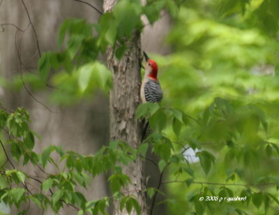 Red-bellied Woodpecker IMG_2052.jpg