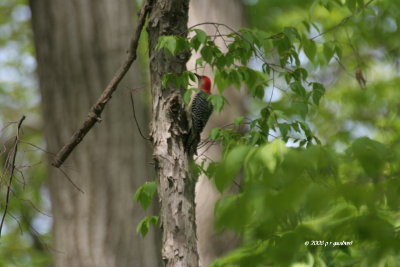 Red-bellied Woodpecker IMG_2061.jpg