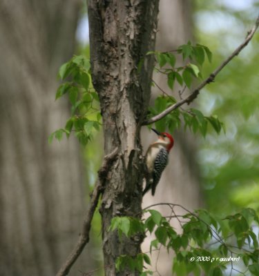 Red-bellied Woodpecker IMG_2065.jpg