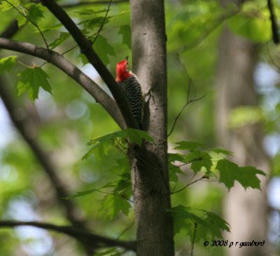 Red-bellied Woodpecker IMG_2109.jpg