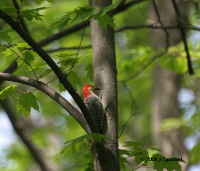 Red-bellied Woodpecker IMG_2115.jpg