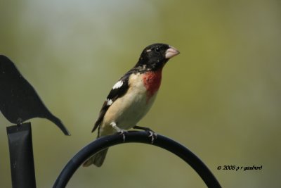 Rose-Breasted Grosbeak IMG_2282.jpg