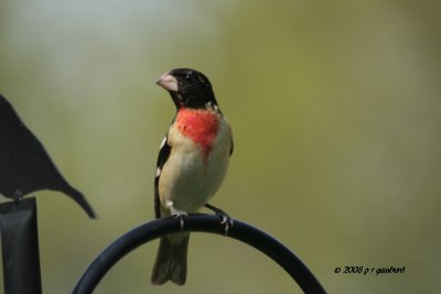 Rose-Breasted Grosbeak IMG_2295.jpg