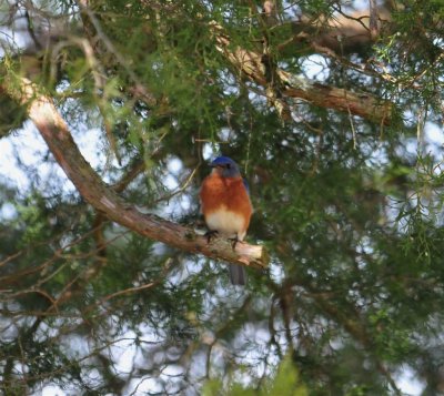 Blue Bird male