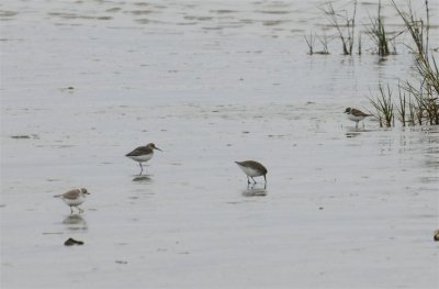 Piping Plover, Dunlins and a Semipalmated Plover (I think)
