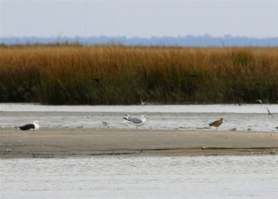 Great Black-backed and  Herring Gull and the Long-billed Curlew