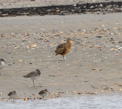 LB Curlew with Willets and maybe Short-billed Dowitchers in the foreground