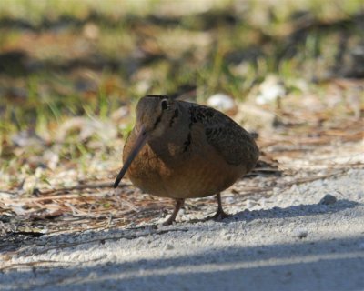American Woodcock