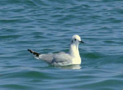 Bonapart's Gull