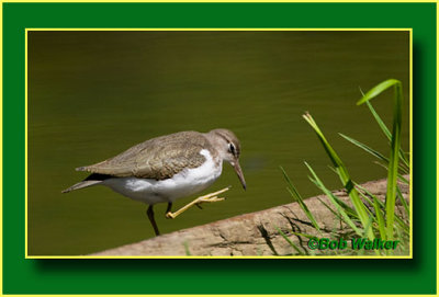 A Solitary Sandpiper With An Itch
