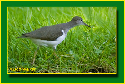 Solitary Sandpiper Searching For It's Meal