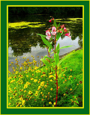 Flowers At Water Edge