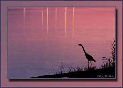 Great Blue Heron In Search For It's Evening Meal