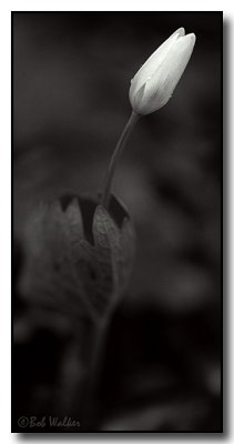  Bloodroot In Black & White