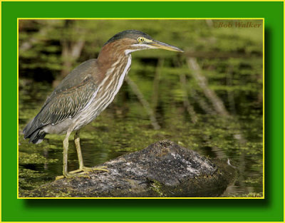 Green Heron Perched On A Log