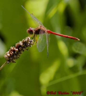 Sympertrum Species, Meadowhawk