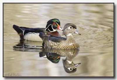 Wood Duck Two