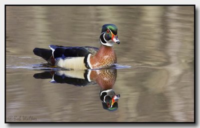 Wood Duck Drake Posing For Photographer