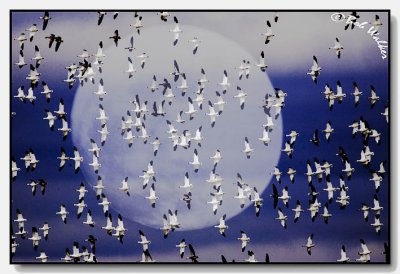 Snow Geese Flying On Moon Lit Night