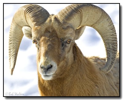 Bighorn Sheep, Ram (Ovis canadensis)