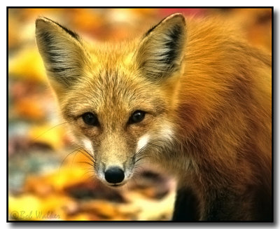 Mr. Fox (Vulpes vulpes) 