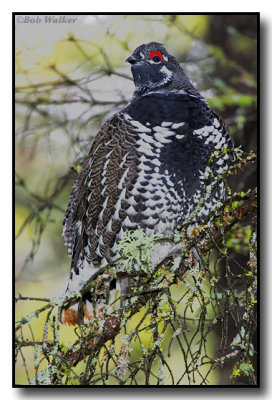 Male Spruce Grouse (Falcipennis canadensis)