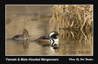 Female And Male Hooded Mergansers