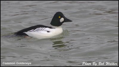 Common Goldeneye