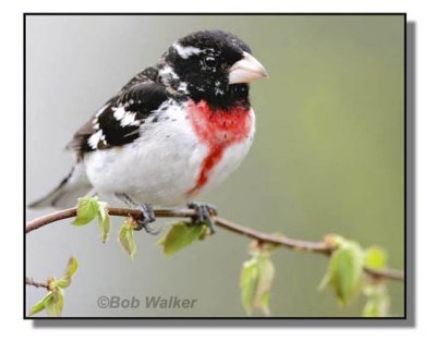 Rose Breasted Grosbeak (Pheucticus ludoviciamus)i