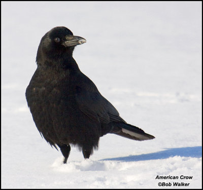 An American Crow (Corvus brachyrhynchos)