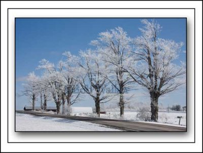 Trees Lined Up Coated With Hoar Frost In Rural New York