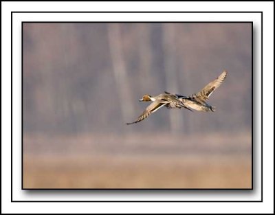 Pintails Airborn